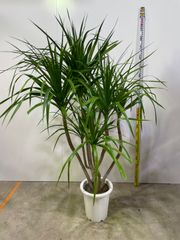 ドラセナ　カンボジアーナ　引き取り限定　仕事運　運気　向上　新築祝い　プレゼント　贈り物　植木　花　お祝い　インテリア　グリーン　オフィス　ショップ　庭　植木　ガーデニング　風水