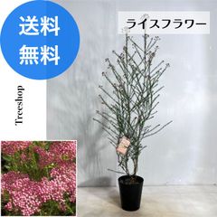 ライスフラワー 【送料無料】 ライスフラワー 18cｍプラ鉢 高さ0.8ｍ 幅0.4ｍ 苗木 庭木 低木 切り花 ドライフラワー プランター 鉢植え ※2025.6.1現在、お花は終わっています。