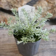 希少(ᵔᴥᵔ)♡白ローズマリーホワイトガーデン挿し穂枝（ハーブ料理