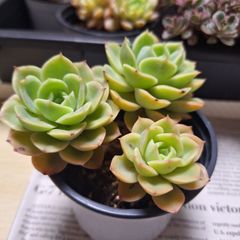 ☆メロン群生　B 多肉植物♪