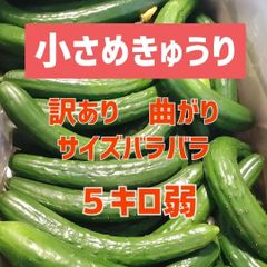今シーズンの販売は終了しました！ご利用ありがとうございました。農家直送美味しいきゅうり！ サイズバラバラ！ 曲がりきゅうり　訳あり　小さめきゅうり　5kg　産地直送品