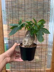 激レア/塊根植物】アデニア ペナンギアナ 鉢植え A-1 - メルカリ