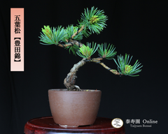 五葉松『豊田錦』トヨダニシキ 小品盆栽【泰寿園 Online】現品 一点物 接ぎ木 松 盆栽 五葉松 松柏 初心者 室内 鑑賞 趣味 卓上盆栽 盆栽鉢 グリーン 和 ギフト プレゼント 誕生日 母の日 父の日 敬老の日 お祝い 記念日 3