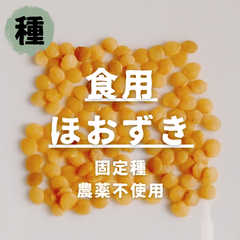 【種】食用ほおずき　農薬不使用　30粒