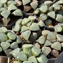 ガラス水晶コンプト　親株　1株
