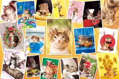 【中古】 ＣＡＴＳー村松誠’ｓ　Ｐｏｓｔｃａｒｄ　ｃｏｌｌｅｃｔｉｏｎ/小学館/村松誠 中古】 CATSー村松誠's Postcard