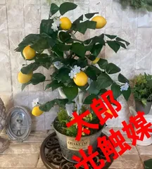 2023年最新】観葉植物 フェイクグリーン レモンの人気アイテム - メルカリ