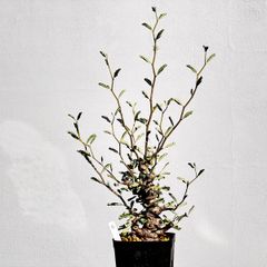 センナメリディオナリス　大株E