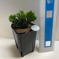 多肉植物　ユーフォルビア　オンコクラータ錦(セッカ・レア)  抜き苗　根付き