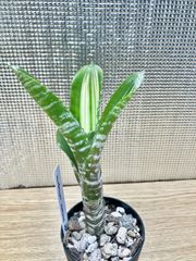 エクメア ファッシアータ ヴァリエガータ（斑入り） Aechmea  fasciata ‘Variegata’　キンクマ農園☆A0009