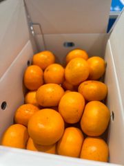 寿シリーズ　まどんな、せとか