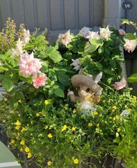 リプサリス ミクランサ カット苗5本 - メルカリ