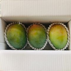 沖縄県産キーツマンゴー　4kg
