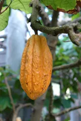 ※カカオ様限定　喜界島産カカオ苗 – 南国から届く特別な一株　2本セット カカオ様限定 喜界島産カカオ苗 – 南国から届く特別な一株 2