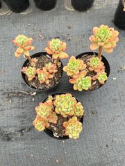 抜き苗 ミルクフォーム XJB449×50株 ふっくら 多肉植物