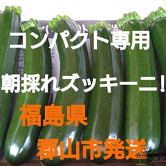 福島県郡山市発送!朝採れズッキーニ!コンパクト専用