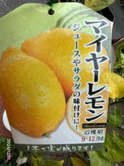 レモン　マイヤーレモン★「甘みと酸味のバランスがよく」非常に美味しい　　大苗