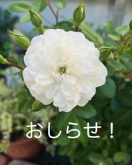 ♡インフォメーション　お知らせページ♡