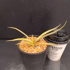 サンスベリア ダンシングドラゴン 超希少 ビッグサイズ Yahoo