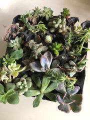 寄せ植え