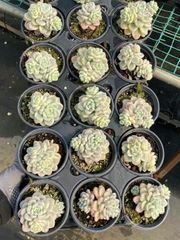 抜き苗 ラウル錦 MY95×18株 ふっくら 多肉植物 エケベリア サボテン 韓国苗 新入荷