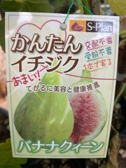 イチジク　バナナクイーン（バナーネ）夏果は300g以上 糖度23％