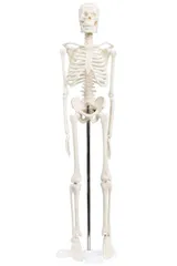 2023年最新】骨格模型 等身大の人気アイテム - メルカリ