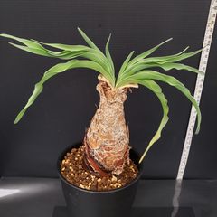 J658【自社養生株】ブーファン　ディスティチャ（現地球・発根株・鉢植え）【球根植物】