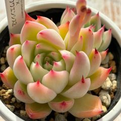 人気レア品種！★謎エケ×チワワエンシス2 多肉植物（抜き苗・速達付）自家栽培 国産