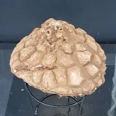 2025年最新】メキシコ亀甲竜の人気アイテム - メルカリ