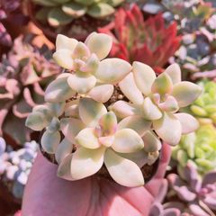 多肉植物　杏子美人錦　3～5頭　るる農園