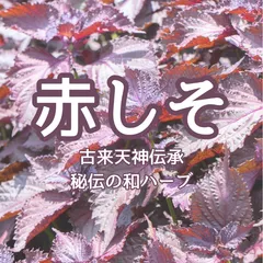2024年最新】赤紫蘇ジュースの人気アイテム - メルカリ