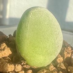 レア多肉植物 ムイリア ホルテンセ Muiria hortenseae　宝輝玉.C メルカリ便