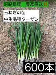 【晩生】玉ねぎ苗▼もみじ2000本【超メルカリ市】 苗の専門店から発送‼️晩生種もみじ3号‼️150本‼️玉ねぎ苗 - メルカリ