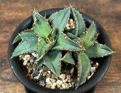 Agave /アガベ チタノタ 福建白鯨 3頭株 発根剤み 送料込み
