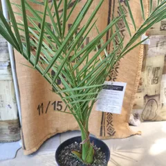 カナリーヤシ　幹高20cm 鉢底から100cm カナリーヤシ 幹高20cm 鉢底から100cm カナリーヤシ 幹高20cm 鉢
