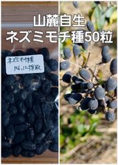 山麓自生ネズミモチ種50粒