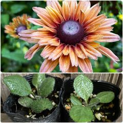 るうページ　弁慶柱　大2苗　抜き苗発送 るうページ 弁慶柱 大2苗 抜き苗発送 楽天市場】観葉植物/サボテン：