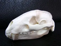 2024年最新】アナグマ頭骨の人気アイテム - メルカリ