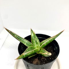 サンスベリア　ケニア