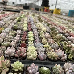 2025年最新】多肉植物 韓国苗 セットの人気アイテム - メルカリ