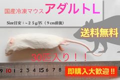【送料無料】国産冷凍マウスアダルトL 30匹入@即購入OK！北海道・沖縄の方も送料無料です！