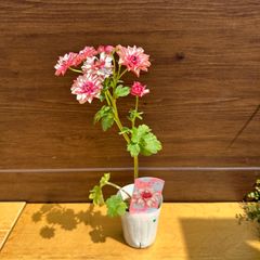 【尖った花びらと薄紅色のコントラスト】① ラナンキュラス ランドセルシリーズ サラセレネ ロクサス ポット苗 3号