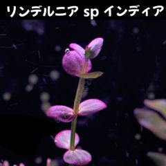 リンデルニア sp インディア  2本 水中葉  送料無料