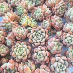 ☆ヘビングリー☆カット苗　多肉植物