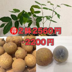 ⭐️⭐️ロンガン苗2鉢⭐️⭐️2560円→2200円(1鉢あたり1100円) 龍眼の苗木　竜眼　りゅうがん　ベトナム産