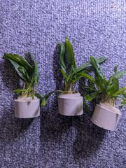 クリプトコリネ　バランサエ　3リング