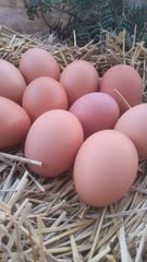平飼い卵(米っこ卵）４０個