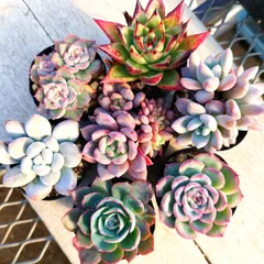 お纏め 多肉植物 小苗❁︎アリエル錦 発根済 2025年最新】アリエル