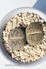 紫勲 リトープス Mサイズ 5.5ｃｍポット Lithops lesliei 多肉植物 多肉永遠